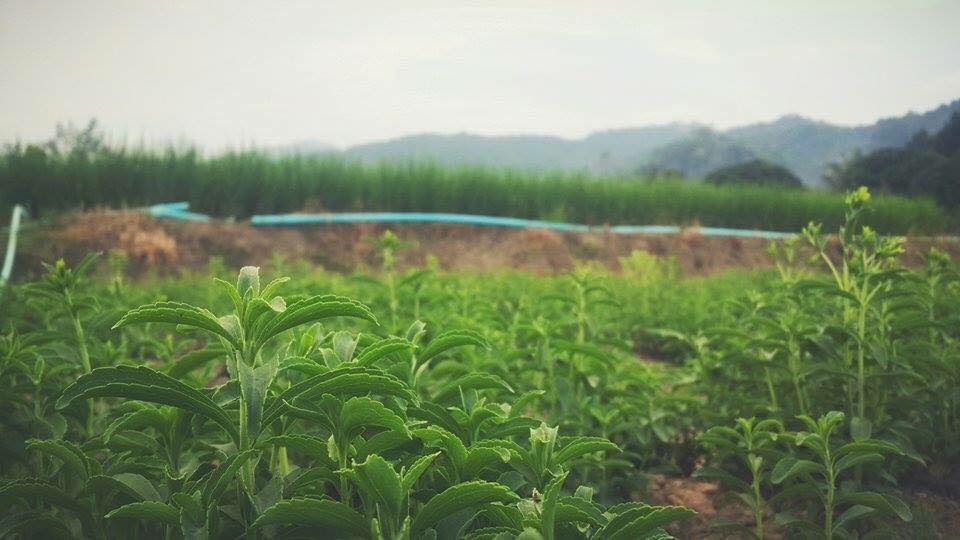 12092668_10205041636377661_1406972795_n (1)