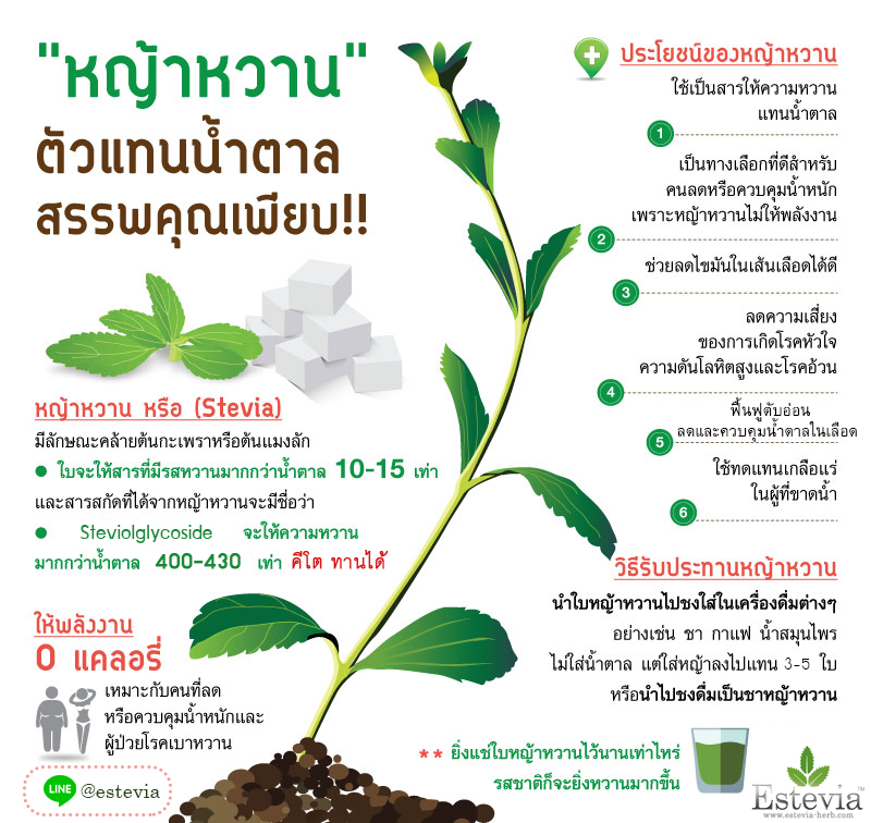 Estevia หญ้าหวาน infographic