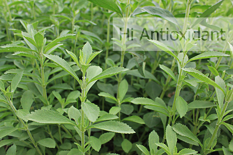 hi-antioxidant