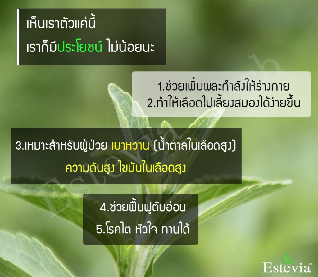 หญ้าหวาน99jpg-1024x893